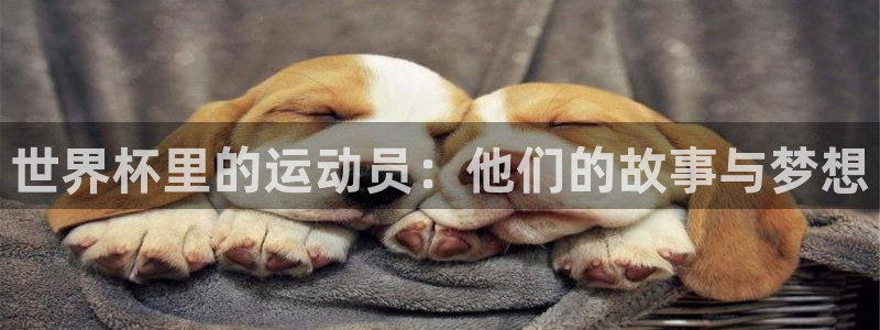 世界杯球赛：世界杯里的运动员：他们的故事与梦想
